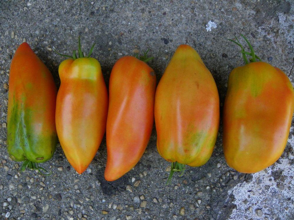 Photo of Tomato (Solanum lycopersicum 'San Marzano Redorta') uploaded by Newyorkrita