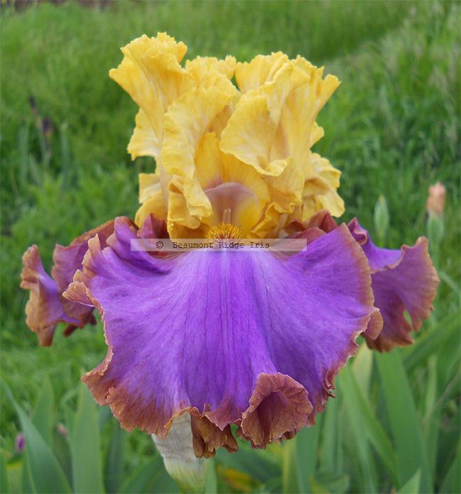 Photo of Tall Bearded Iris (Iris 'Men Are From Mars') uploaded by TBMan