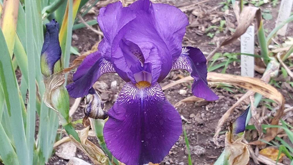 Photo of Tall Bearded Iris (Iris 'Royal Summer') uploaded by VAMOJO