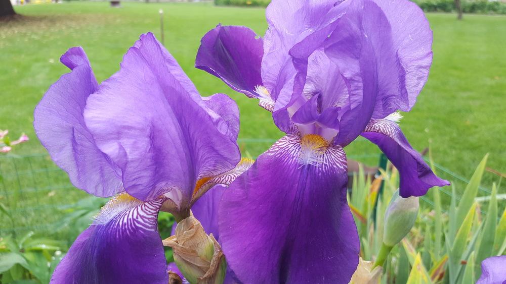 Photo of Tall Bearded Iris (Iris 'Royal Summer') uploaded by VAMOJO