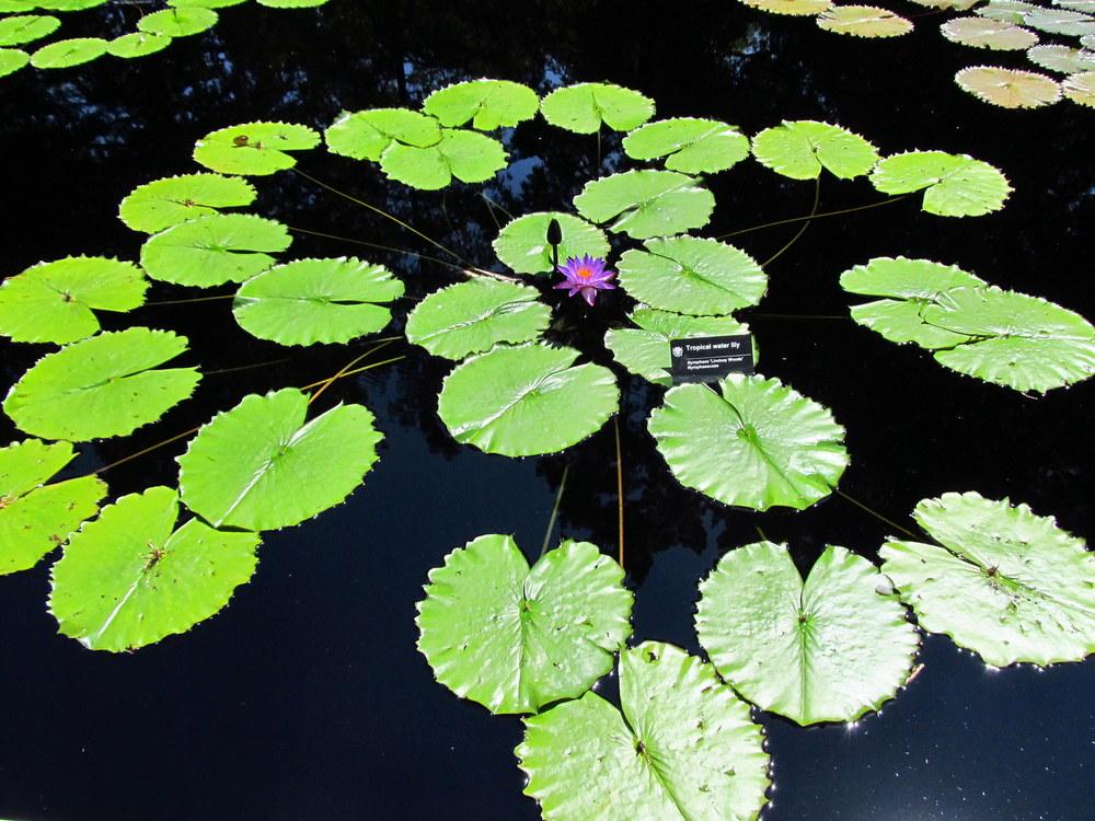 Photo of Tropical Day-Blooming Water Lily (Nymphaea 'Lindsey Woods') uploaded by jmorth