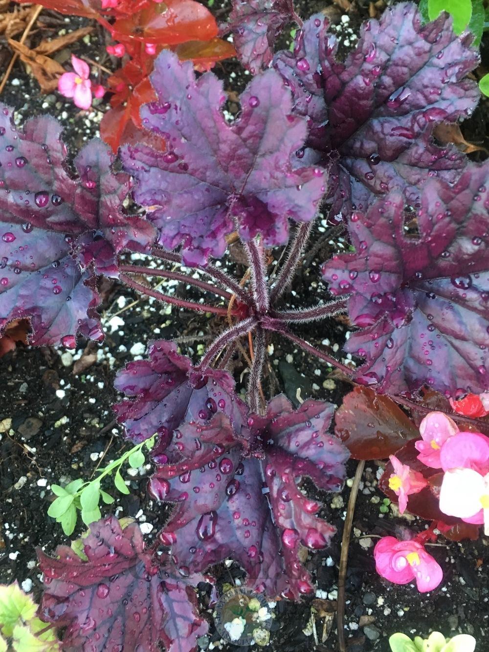 Photo of Coral Bells (Heuchera Forever® Purple) uploaded by springcolor