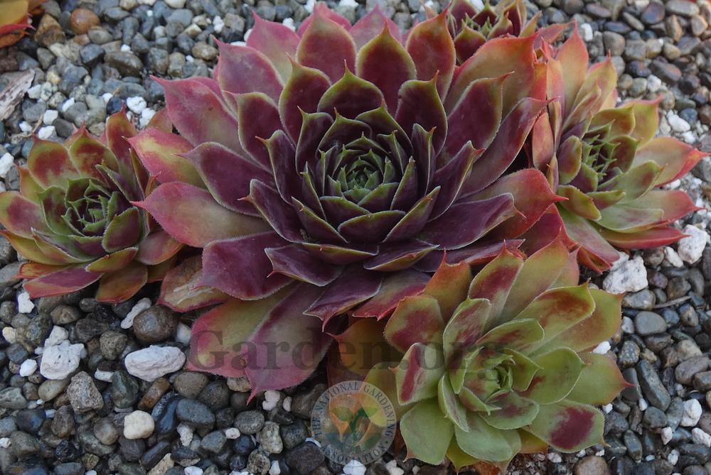 Photo of Hen and Chicks (Sempervivum tectorum 'Rouge') uploaded by springcolor