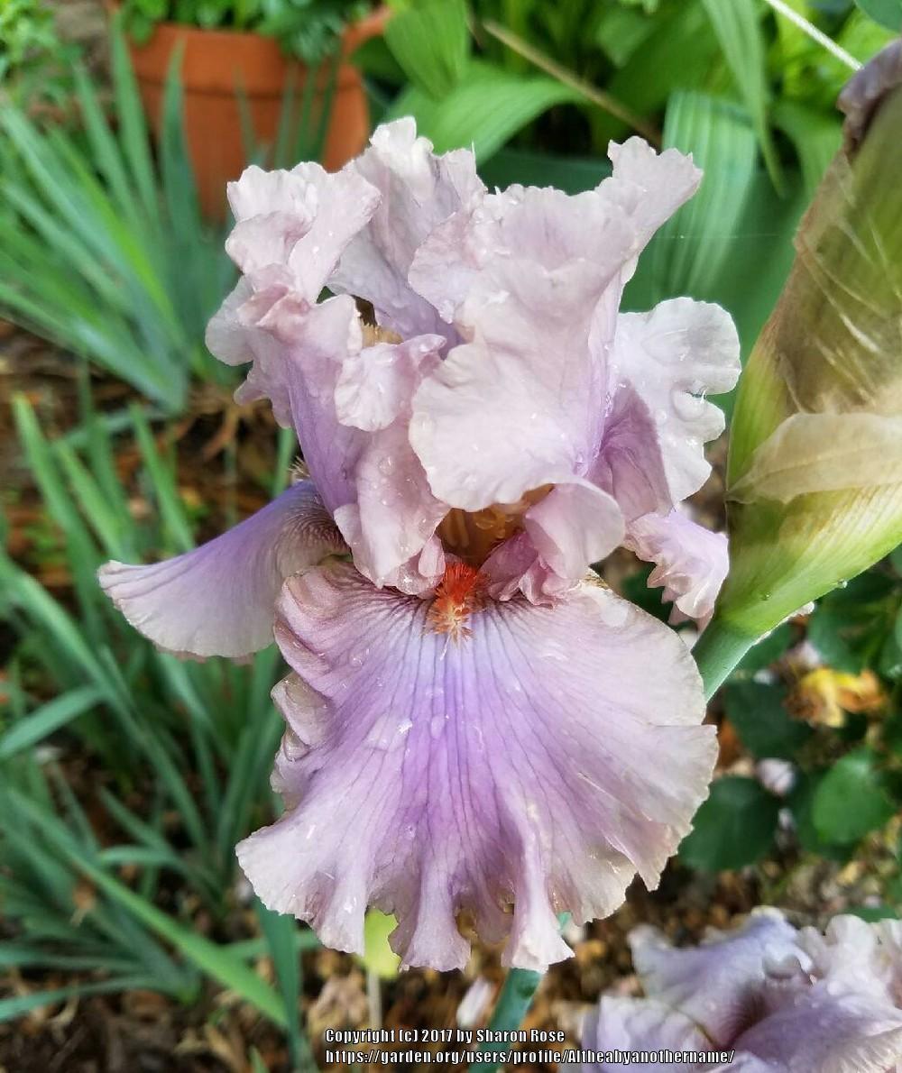 Photo of Tall Bearded Iris (Iris 'Stop Flirting') uploaded by Altheabyanothername
