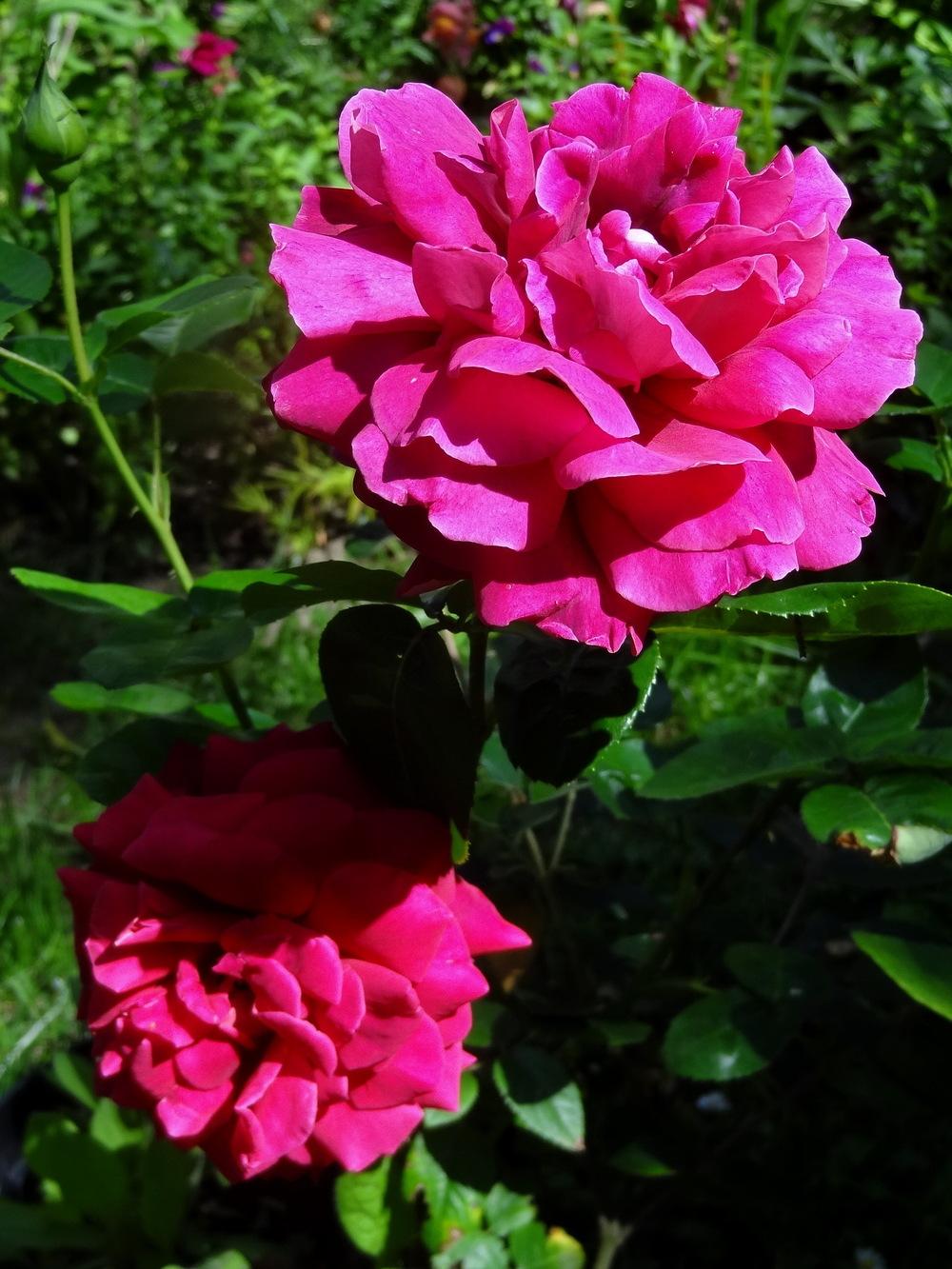 Photo of Rose (Rosa 'Flaming Peace') uploaded by Orsola