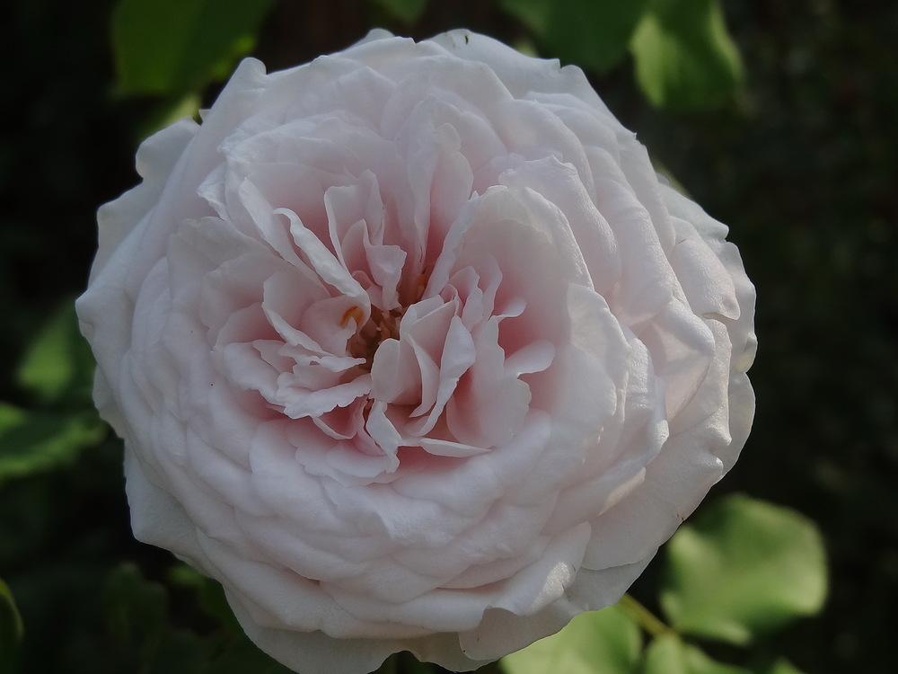 Photo of Rose (Rosa 'Marie Dermar') uploaded by Orsola
