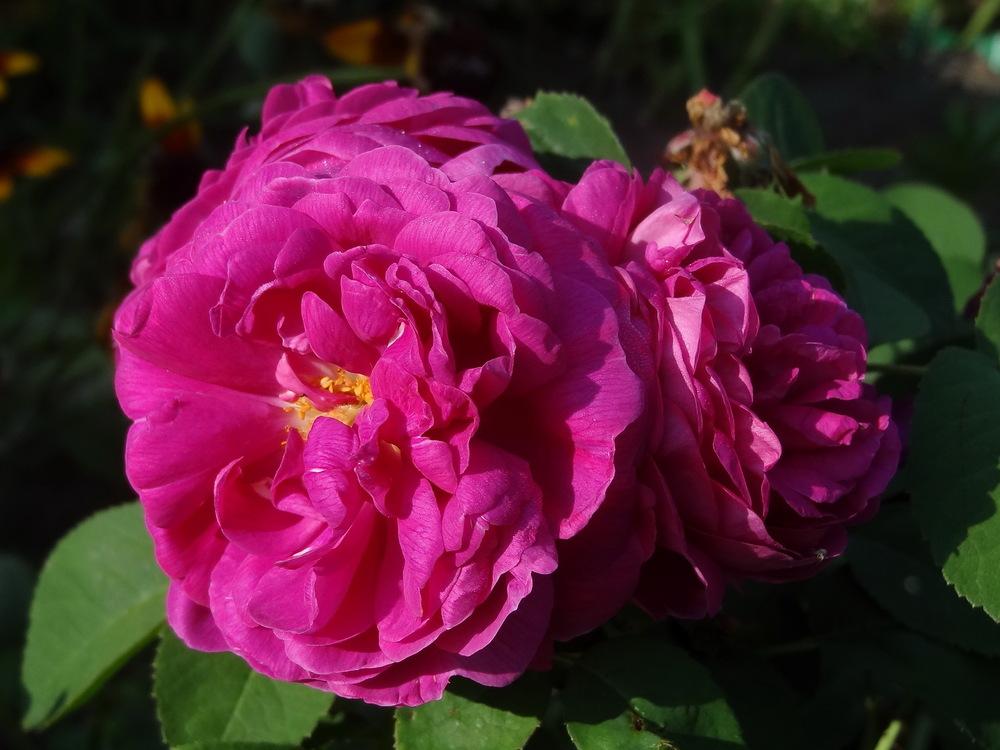Photo of Portland Rose (Rosa 'Rose de Rescht') uploaded by Orsola