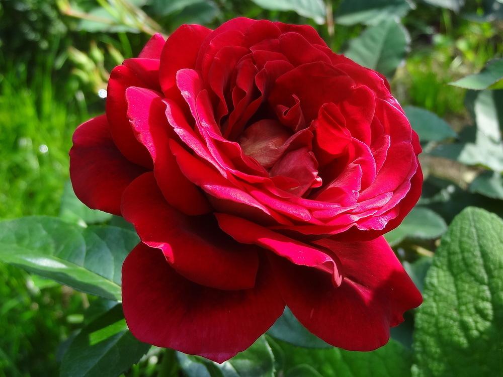 Photo of Rose (Rosa 'Flaming Peace') uploaded by Orsola