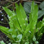Hart's Tongue Fern with Brunnera "Jack Frost"