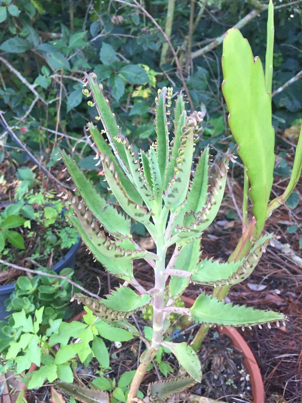 Photo of Mother of Thousands (Kalanchoe 'Houghtonii') uploaded by beachhutch