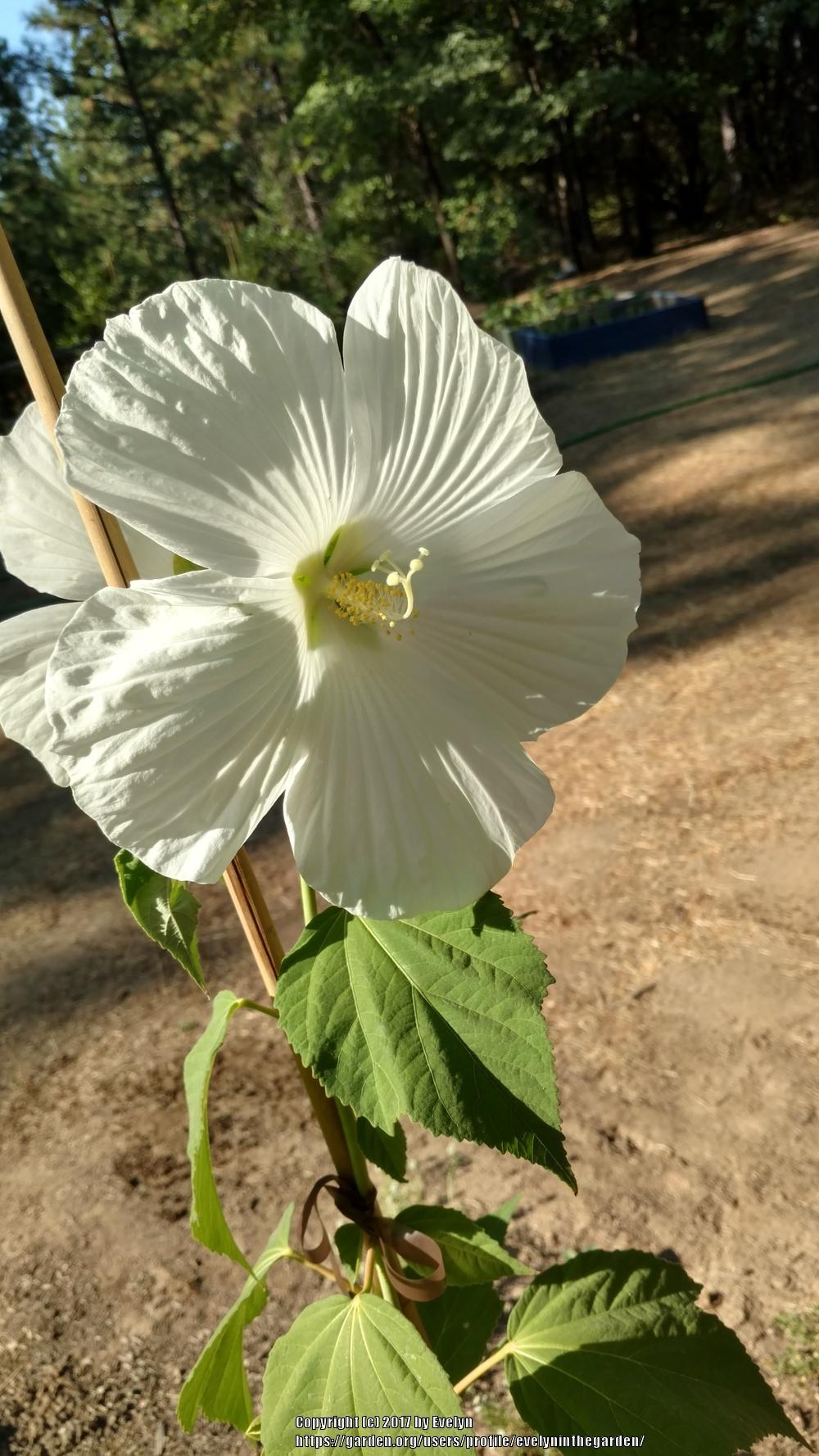 Photo of Hybrid Hardy Hibiscus (Hibiscus 'Blue River II') uploaded by evelyninthegarden