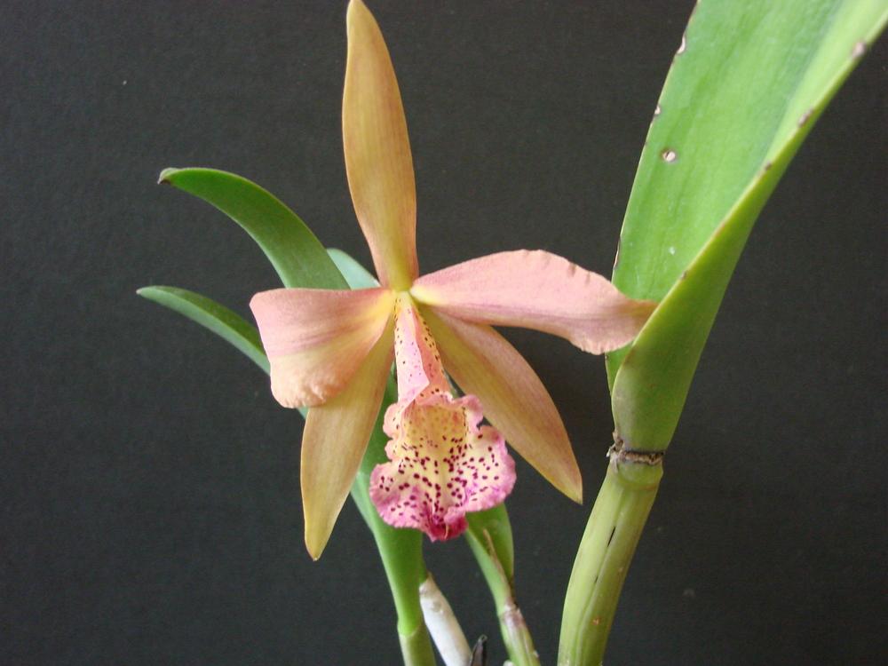 Photo of Orchid (Rhynchobrassoleya Copper Queen) uploaded by Ted5310