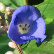 Weeping Blue Ginger Flower