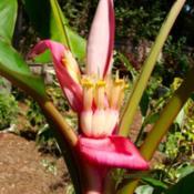 Musa velutina flower