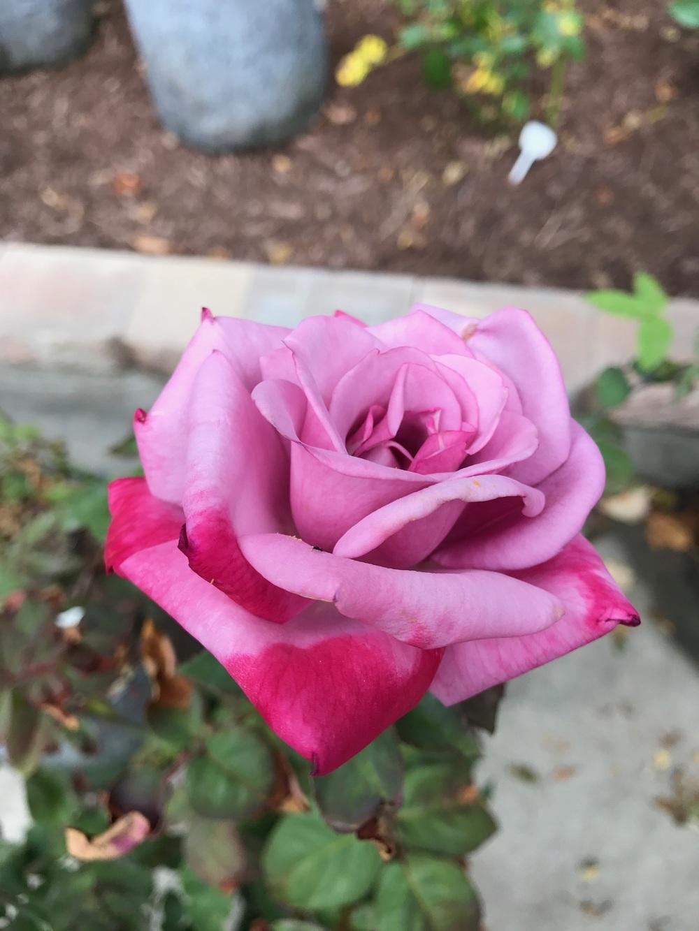 Photo of Rose (Rosa 'Paradise') uploaded by Eric_C