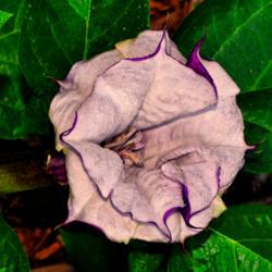 Location: Botanical Gardens of the State of Georgia...Athens, Ga
Date: 2017-08-21
Purple Trumpet Flower 002