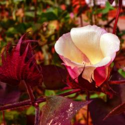 Location: Botanical Gardens of the State of Georgia...Athens, Ga
Date: 2017-08-21
Red Foliated Cotton 006