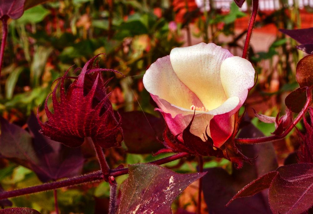Photo of Cotton (Gossypium 'Red Foliated') uploaded by dawiz1753