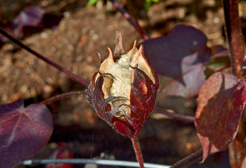Photo of Cotton (Gossypium 'Red Foliated') uploaded by dawiz1753