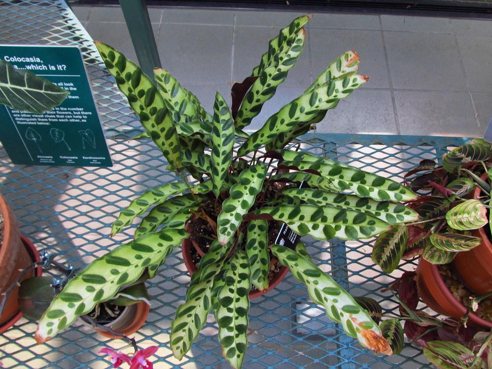 Photo of Rattlesnake Plant (Goeppertia insignis) uploaded by jmorth