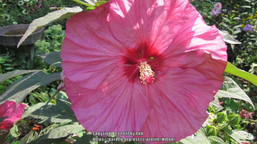 Photo of Hybrid Hardy Hibiscus (Hibiscus Summerific™ Berry Awesome) uploaded by NJBob