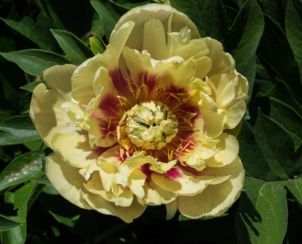Photo of Intersectional Peony (Paeonia 'Prairie Charm') uploaded by frankrichards16