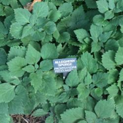 Location: Vienna, VA
Date: 2017-08-24
growing in the shade at Meadowlark Botanical Gardens in Vienna, V