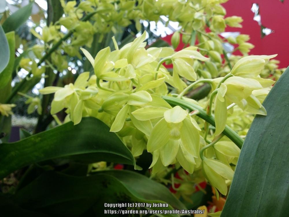 Photo of Bell Orchid (Grammatophyllum scriptum) uploaded by Australis