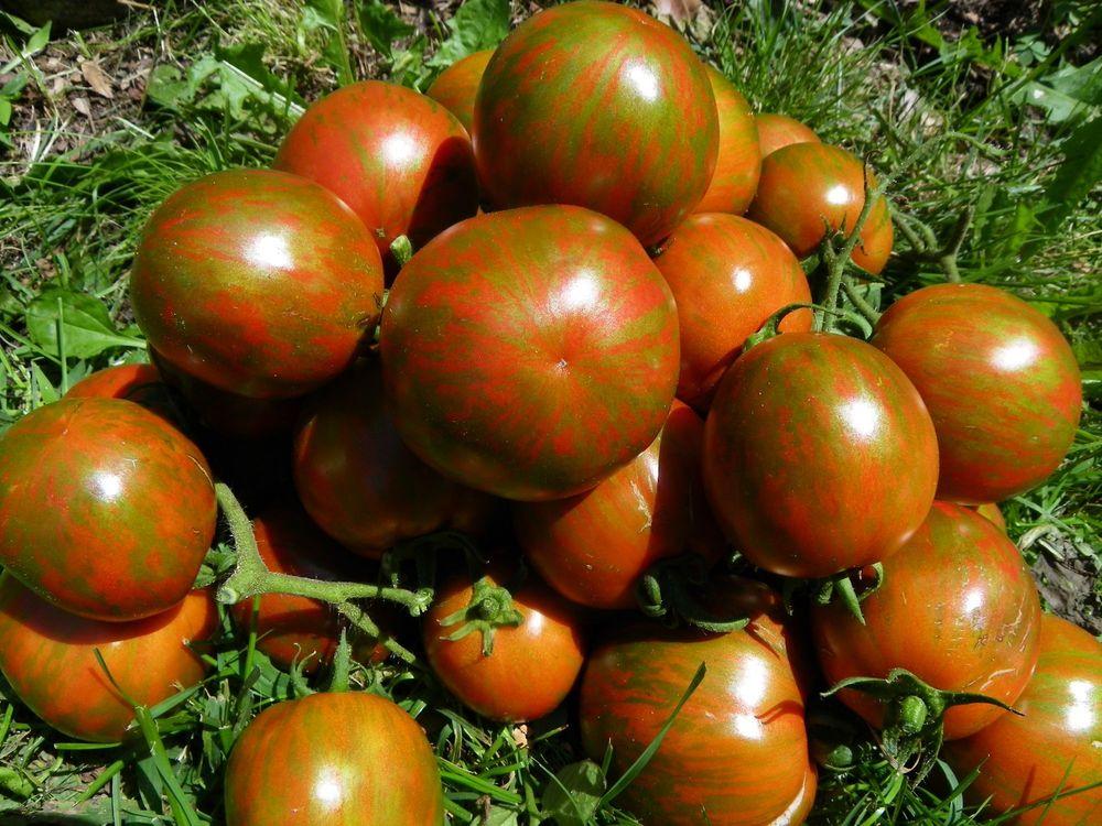 Photo of Tomato (Solanum lycopersicum 'Cal Red And Green') uploaded by Newyorkrita