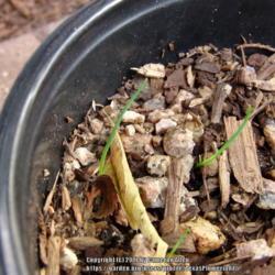 Location: Plano, TX
Date: 2017-08-25
Took two weeks to germinate.