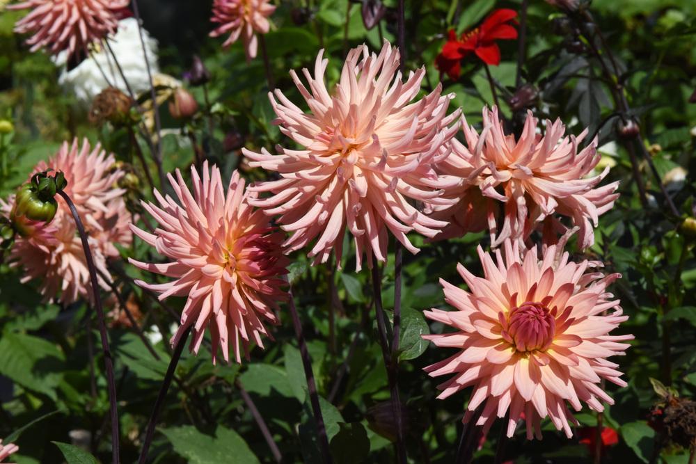 Photo of Dahlia 'Preference' uploaded by cliftoncat