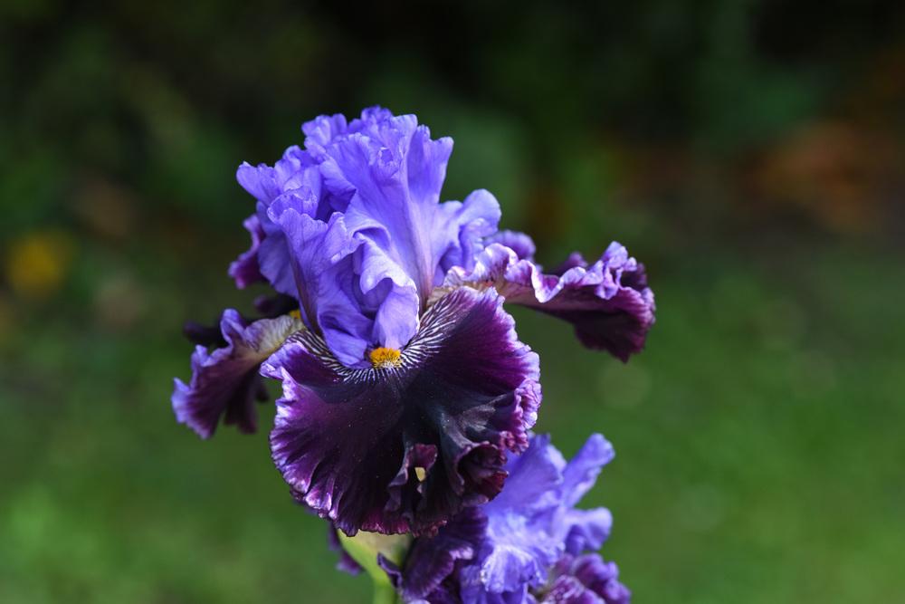 Photo of Tall Bearded Iris (Iris 'Nobleman's Fancy') uploaded by cliftoncat