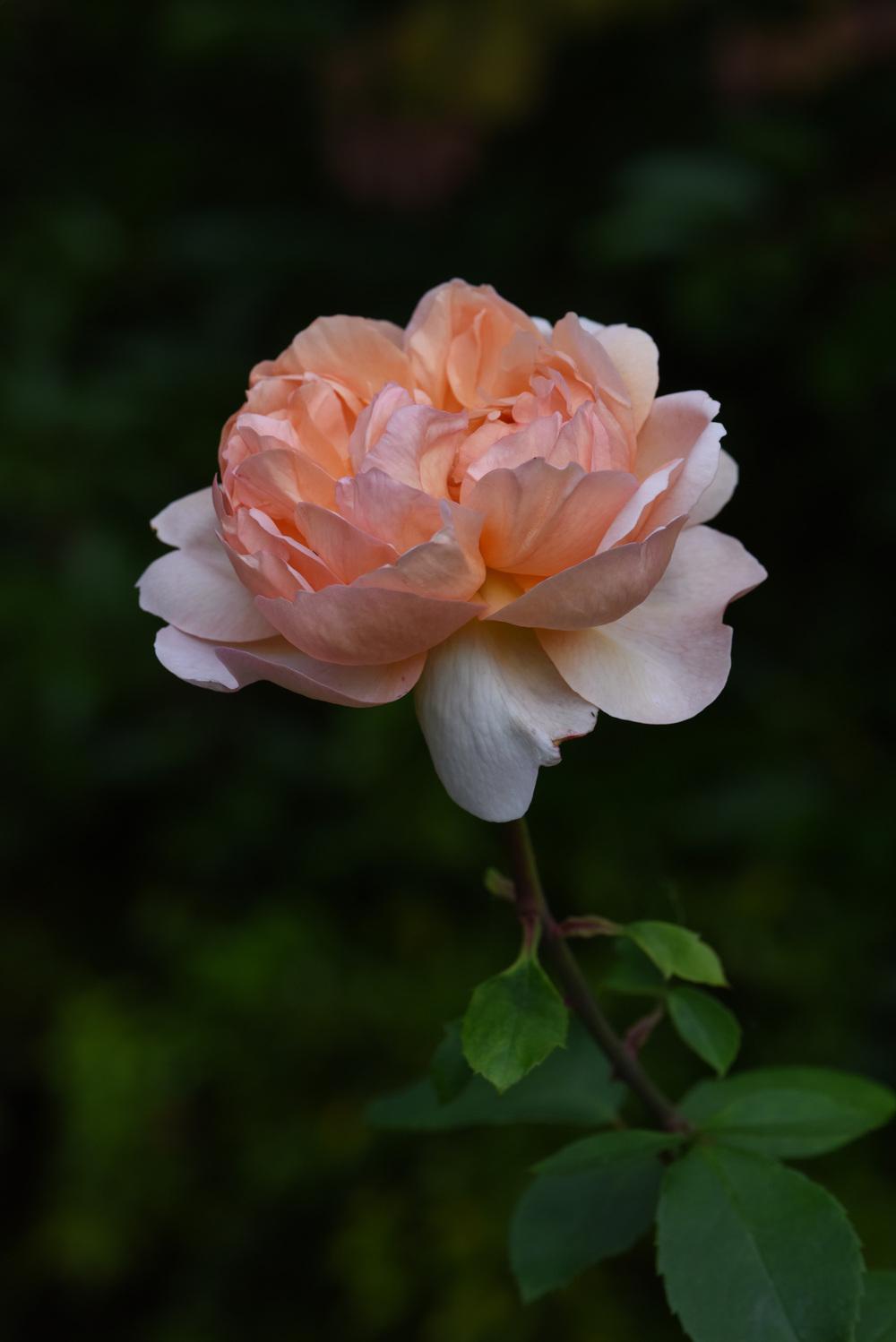 Photo of Rose (Rosa 'The Lady Gardener') uploaded by cliftoncat