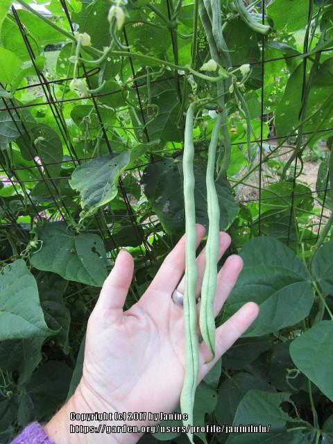Photo of Pole Bean (Phaseolus vulgaris 'Fortex') uploaded by janinilulu