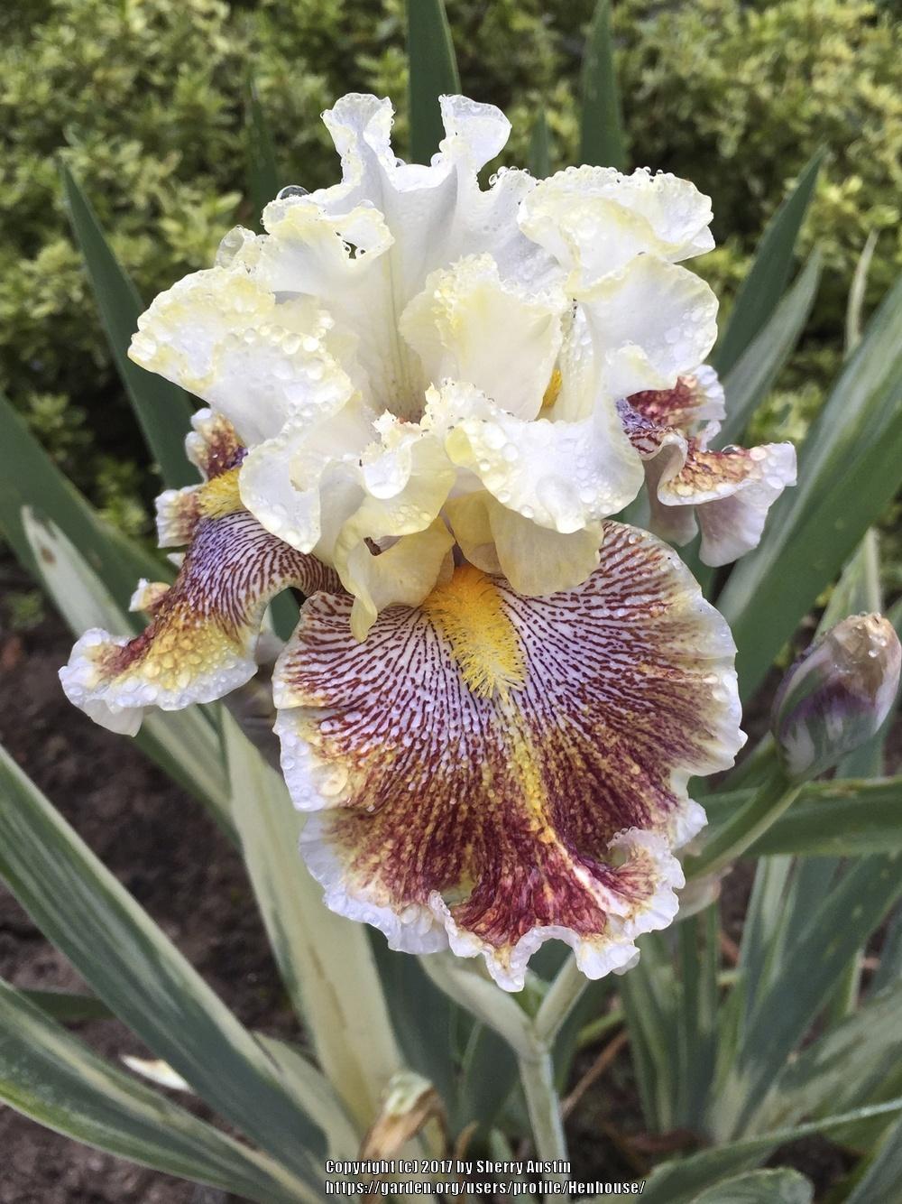 Photo of Tall Bearded Iris (Iris 'Variegated Wonder') uploaded by Henhouse