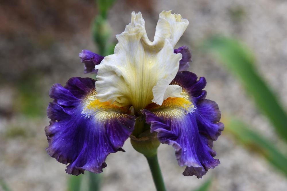 Photo of Tall Bearded Iris (Iris 'Style Traveller') uploaded by cliftoncat