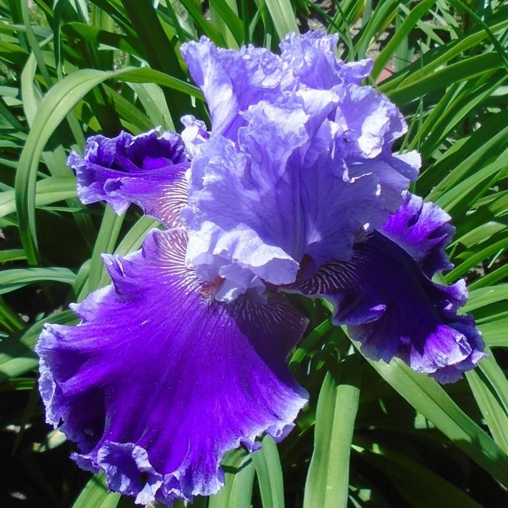 Photo of Tall Bearded Iris (Iris 'Louisa's Song') uploaded by stilldew