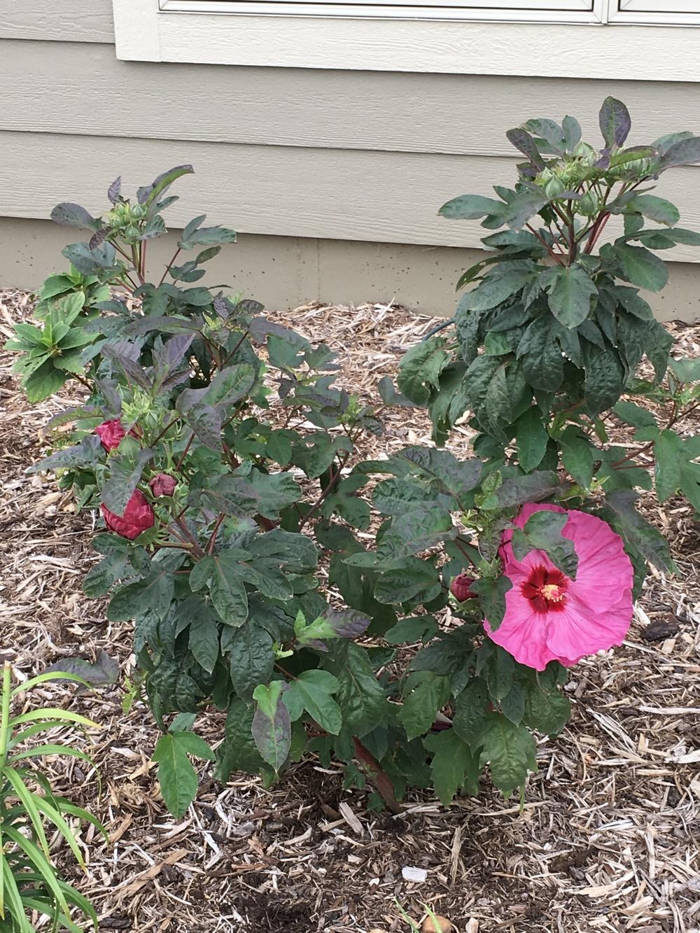 Photo of Hybrid Hardy Hibiscus (Hibiscus Summerific™ Berry Awesome) uploaded by Legalily