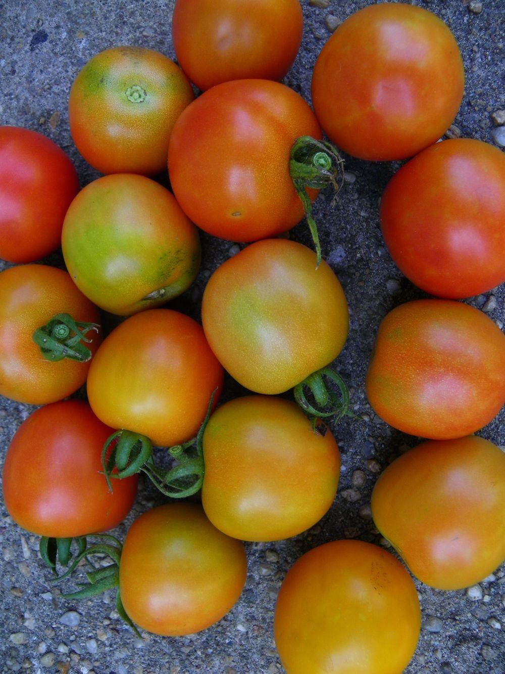 Photo of Tomato (Solanum lycopersicum 'Amy's Sugar Gem') uploaded by Newyorkrita