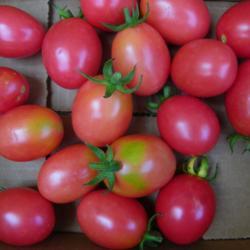 Location: Long Island, NY 
Date: 2017-08-27
Lovely small pink tomatoes.