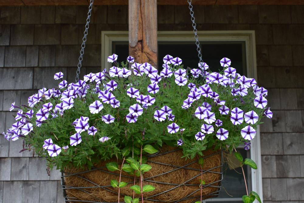 Photo of Petunia Supertunia® Violet Star Charm uploaded by pixie62560