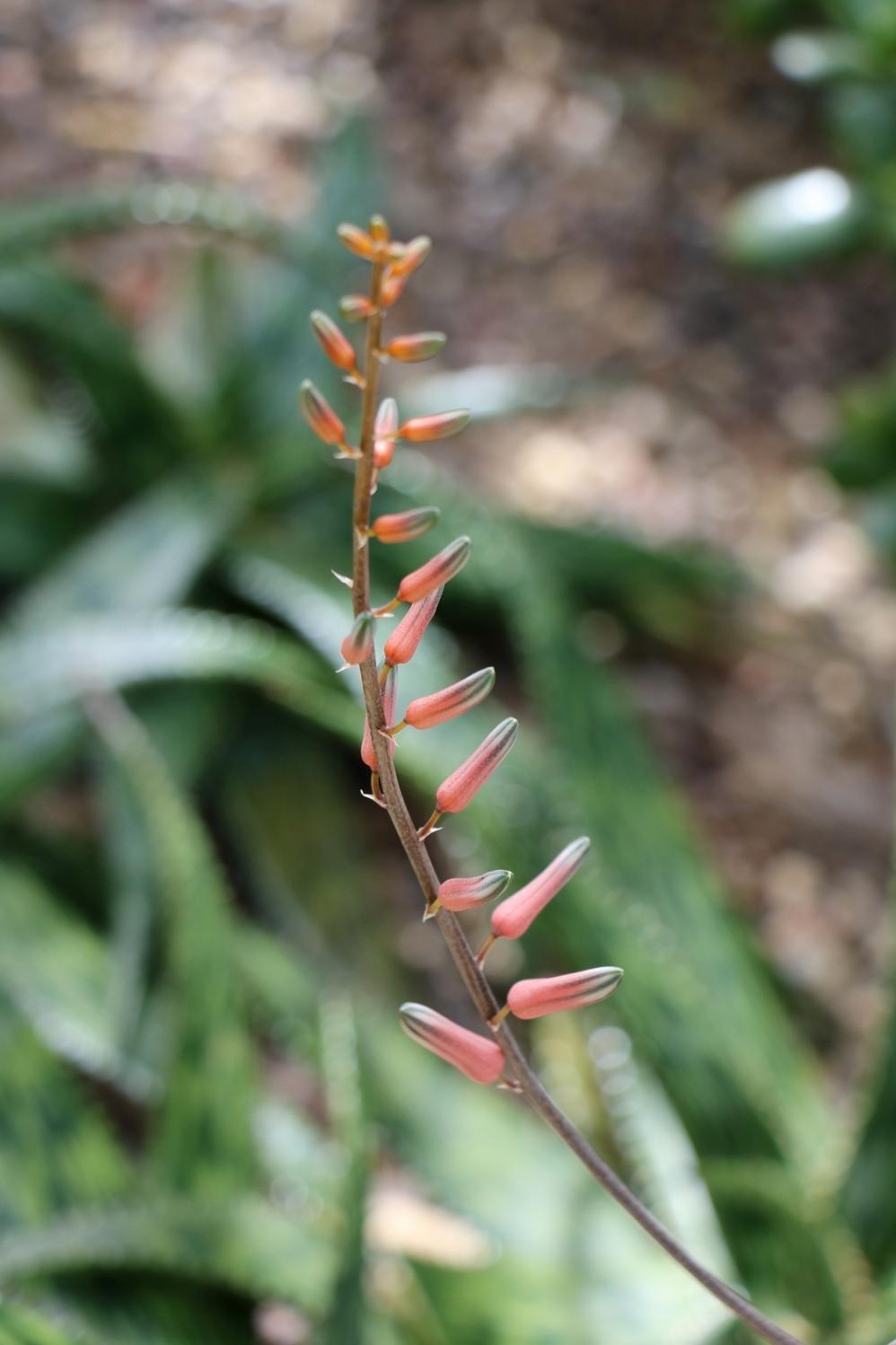 Photo of Aloes (Aloe) uploaded by skylark