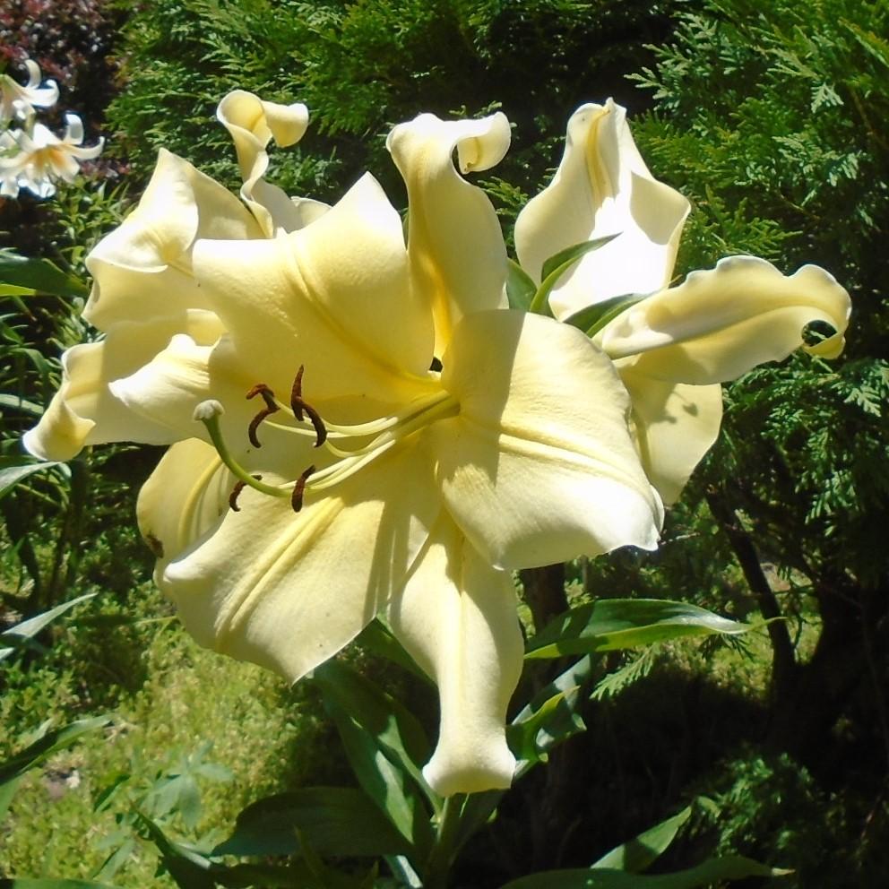 Photo of Lily (Lilium 'Big Brother') uploaded by stilldew