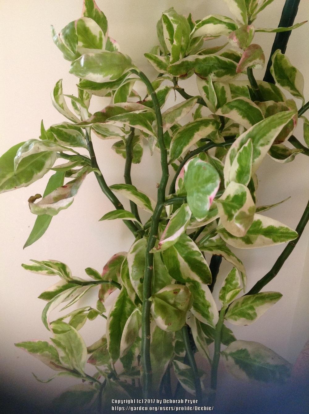Photo of Devil's Backbone (Euphorbia tithymaloides) uploaded by Deebie