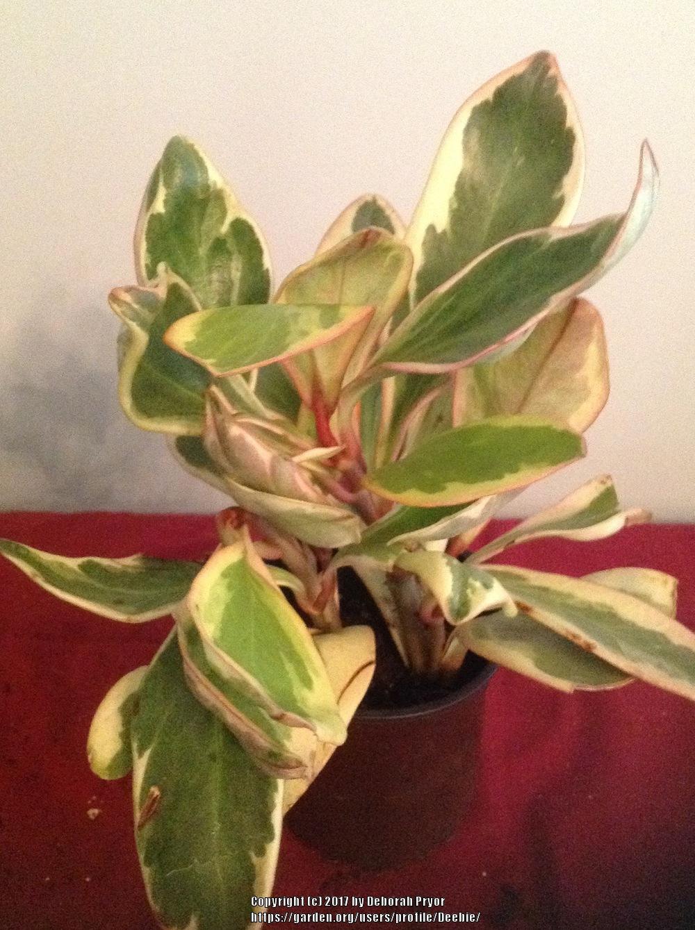 Photo of Red Edge Peperomia (Peperomia tricolor) uploaded by Deebie