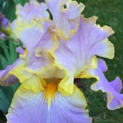 Location: Minnesota
Date: 2017-06-09
So much to love about this iris