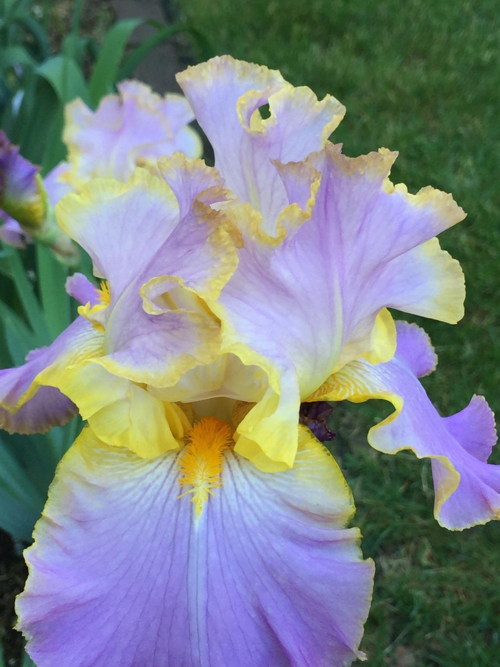 Photo of Tall Bearded Iris (Iris 'All About Spring') uploaded by MNMel