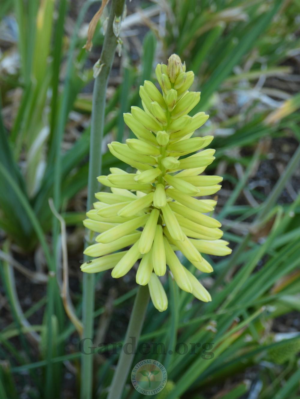 Photo of Torch Lily (Kniphofia 'Pineapple Popsicle') uploaded by springcolor