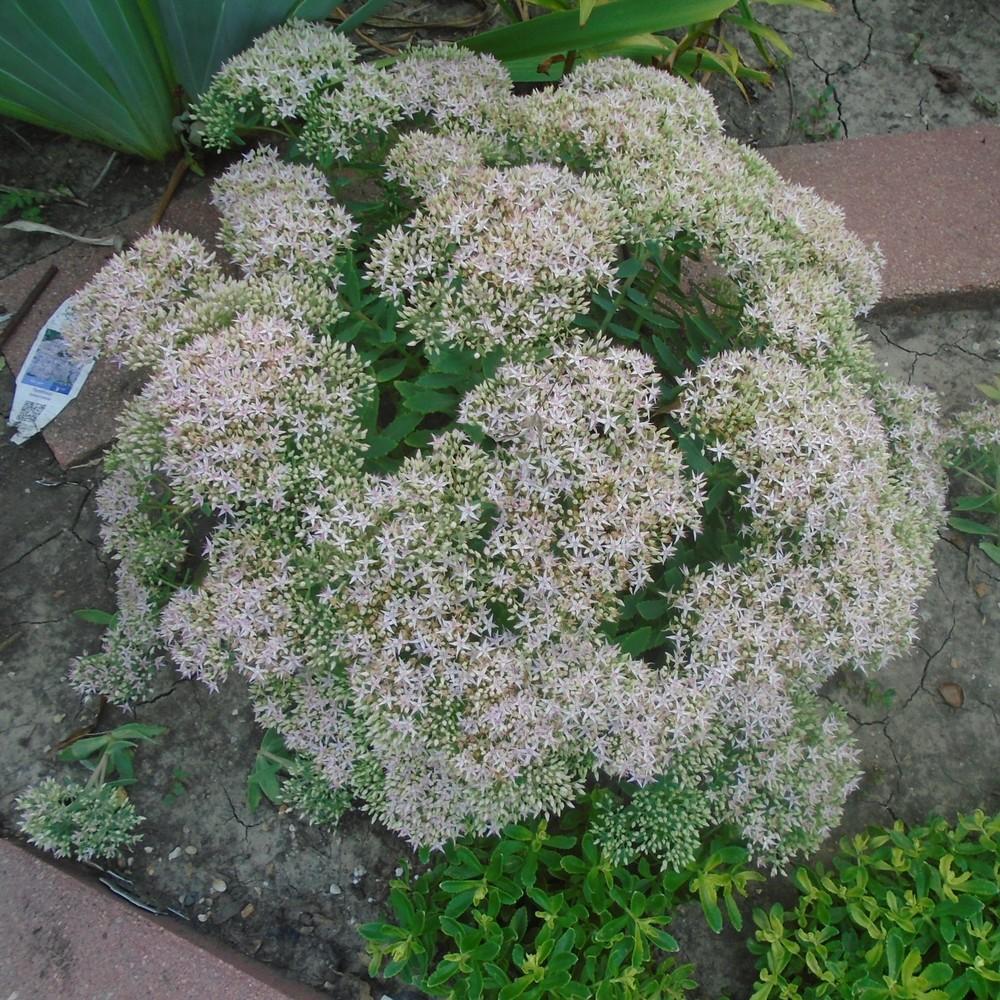 Photo of Stonecrop (Hylotelephium Rock 'N Round™ Pure Joy) uploaded by stilldew