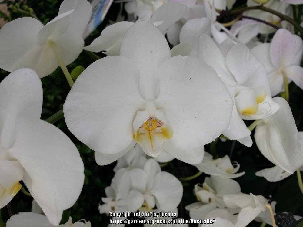 Photo of White Moth Orchid (Phalaenopsis amabilis) uploaded by Australis